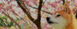 カラーセラピー×マントラ 桜のピンク。色と音の効果とは？ー心のヨーガの講座・東京開催ー